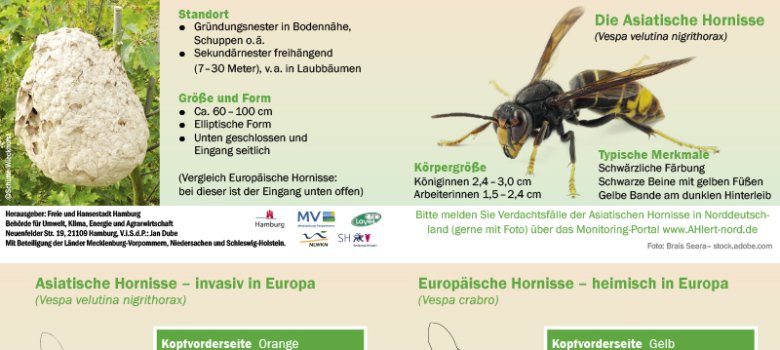 wissenschaftliche Einordnung der asiatischen Hornisse