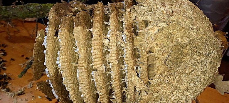 Est der asiatischen Hornisse