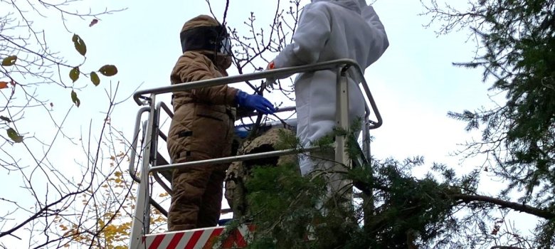 Zwei Personen in Schutzanzügen entfernen ein Nest der asiatischen Hornisse