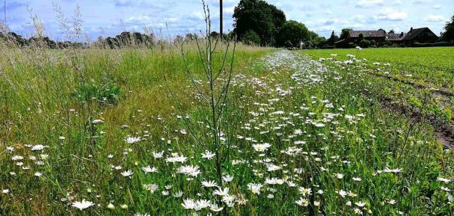Wiese als Kompensationsfläche am Strohmannsorter Weg 