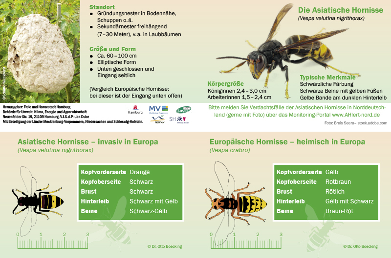 wissenschaftliche Einordnung der asiatischen Hornisse