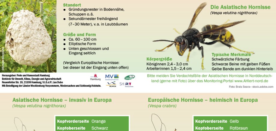 wissenschaftliche Einordnung der asiatischen Hornisse