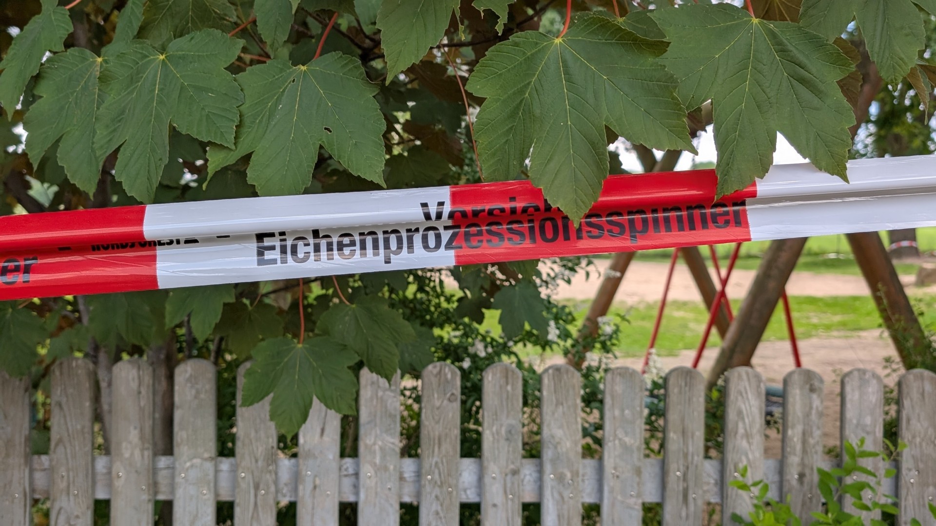 Ein Baum, der mit dem Eichenprozessionsspinner befallen ist, wird mit einem rot-weißen Bank markiert.
