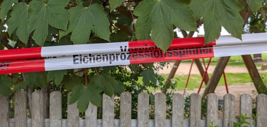 Ein Baum, der mit dem Eichenprozessionsspinner befallen ist, wird mit einem rot-weißen Bank markiert.