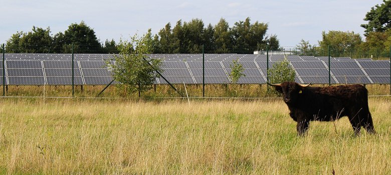 Blick auf eine Freiflächen PV Anlage auf der grünen Wiese