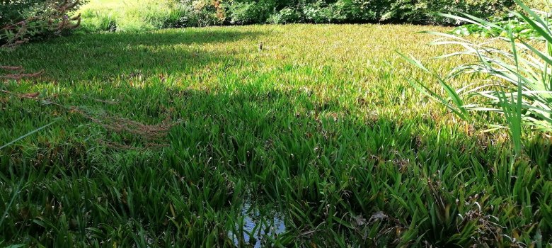 Blick auf einen bewachsenen Teich