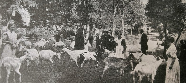 historisches Foto zeigt Spaziergänger inmitten von Ziegen im Park