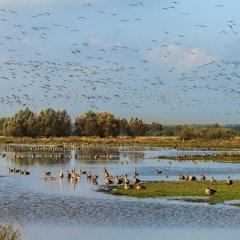 Meerbruchswiesen Winzlar Steinhuder Meer