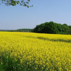 Rapsfeld entlang der Dino-Tour