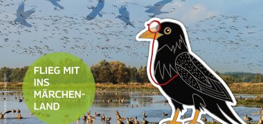 gezeichneter Rabe an den schwimmenden Wiesen Winzlar