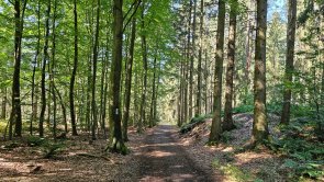 Waldblicke Waldeindrücke im Wald Münchehagen