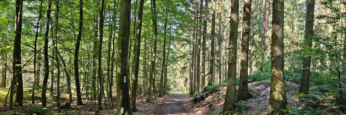 Waldblicke Waldeindrücke im Wald Münchehagen Waldblicke Waldeindrücke im Wald Münchehagen