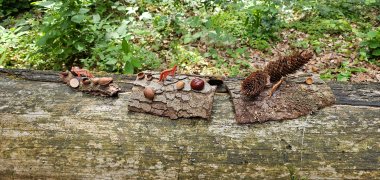 Walderlebnis-Tag mit Basteleien