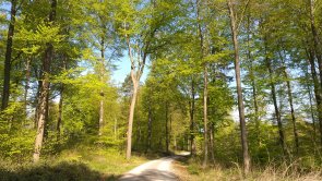 Waldimpressionen in den Rehburger Bergen