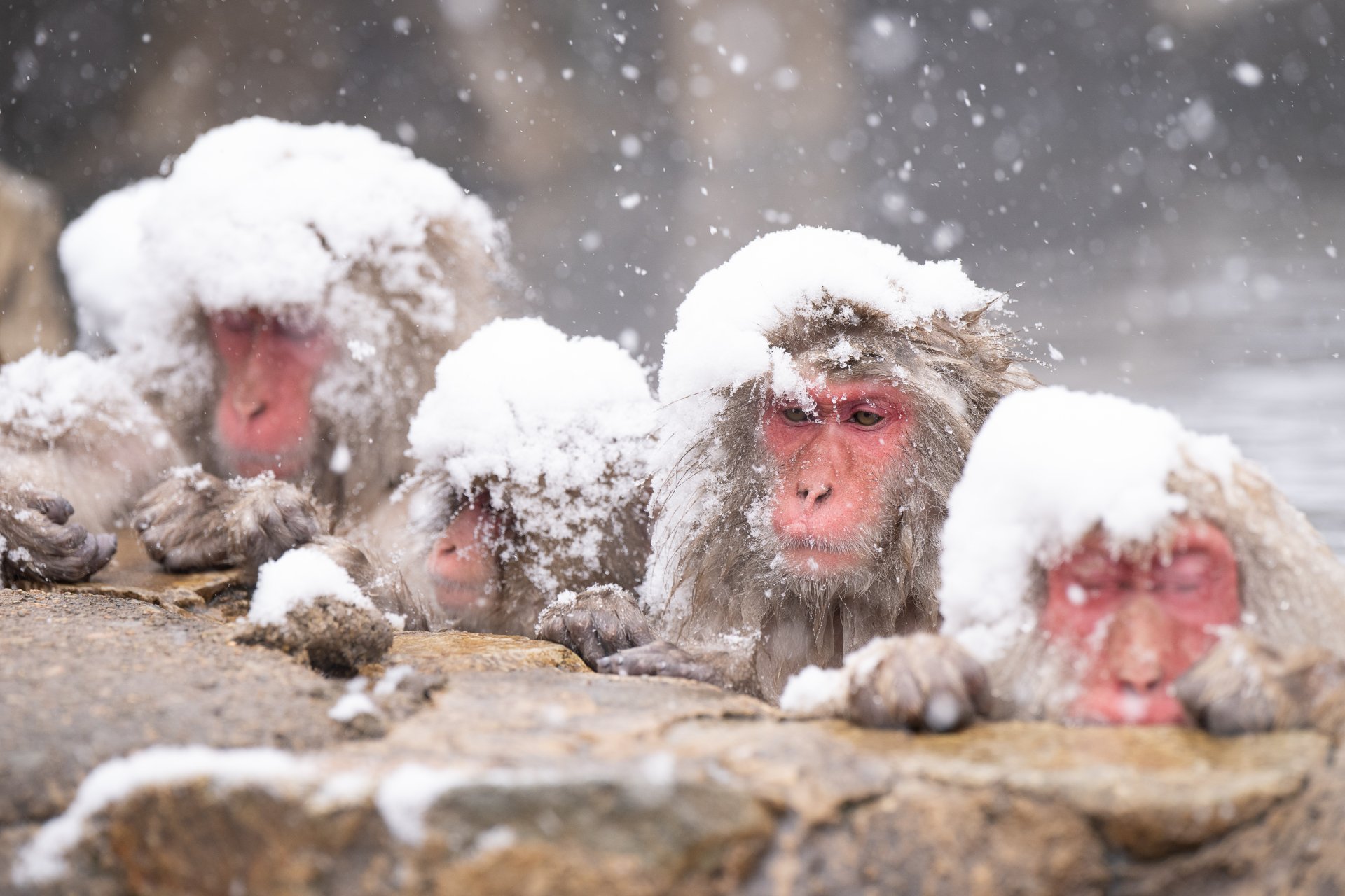 Motiv aus der Ausstellung „Japans Winterwunder“ (Foto: © Aiko Sukdolak)