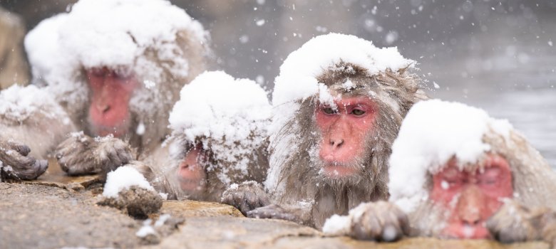 Schneeaffen-Gruppe