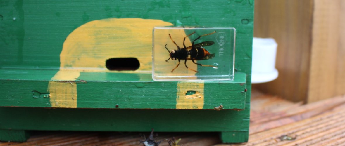 Lauern am Ausflugloch: Setzt sich eine Asisatische Hornisse vor den Bienenstock, ergeht es dem Bienenvolk schlecht.
