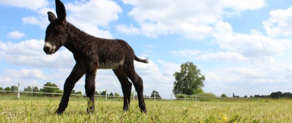 Ein Esel der Familie Ellermann auf der Wiese