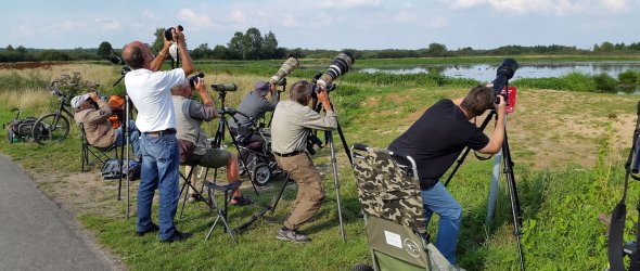 Birdwatcher beobachten mit ihren Ferngläsern die Vögel