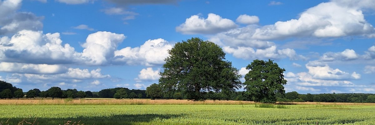 Weite Landschaft mit Feldern, einzelnen Bäumen und Himmel mit sanft-weißen Wolken