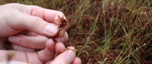 Das Sphagnum Papillosum ist eines der Torfmoose, an deren Wiederansiedlung die Forscher der ÖSSM arbeiten. ade