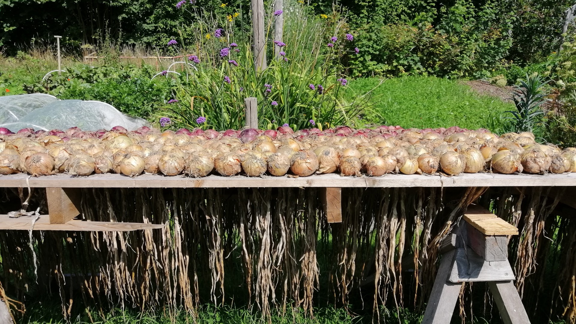 Prachtvolle Ernte: Die Zwiebeln trocknen in Reihen. ade Prachtvolle Ernte: Die Zwiebeln trocknen in Reihen. ade