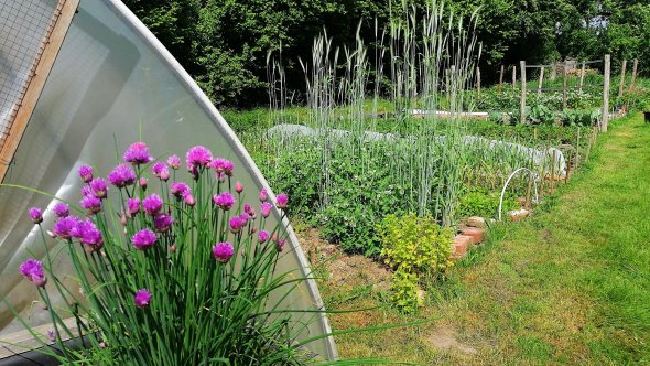 Gedeiht: Im Gemüsegarten wächst vieles auf den kleinen Parzellen. ade Gedeiht: Im Gemüsegarten wächst vieles auf den kleinen Parzellen. ade