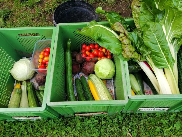 Mehr als genug: Weil der Gemüsegarten ertragreich ist, bekommen Freund:innen regelmäßig Gemüsekisten. ade Mehr als genug: Weil der Gemüsegarten ertragreich ist, bekommen Freund:innen regelmäßig Gemüsekisten. ade