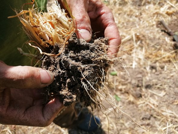 Unter Beobachtung: Der Boden im Gemüsegarten wird regelmäßig beäugt und gelegentlich auf seine Zusammensetzung kontrolliert. ade Unter Beobachtung: Der Boden im Gemüsegarten wird regelmäßig beäugt und gelegentlich auf seine Zusammensetzung kontrolliert. ade