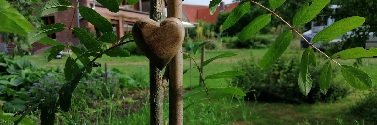 Mit Liebe gepflanzt: Herberts Eberesche. ade